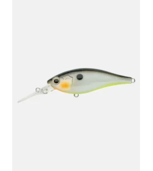 NORIES JETTY SHAD