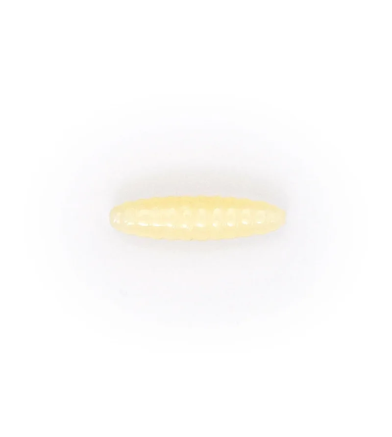 NIKKO DAPPY WAXWORM Nikko NIKKO DAPPY WAXWORM Nikko