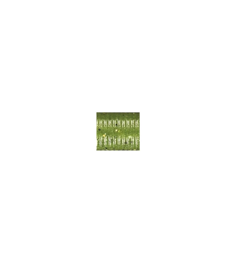 Yamamoto Thin Senko - 5" / 305 - BABY BASS Yamamoto Thin Senko - 5" / 305 - BABY BASS